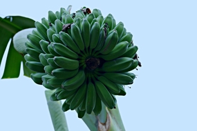 挂在树上未成熟的香蕉串图片